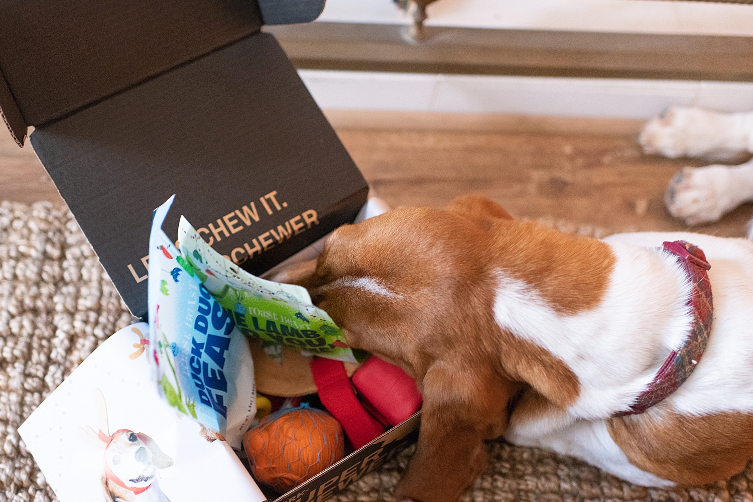 Bark Box Super Chewer Box featured by top Houston lifestyle blog, Fancy Ashley