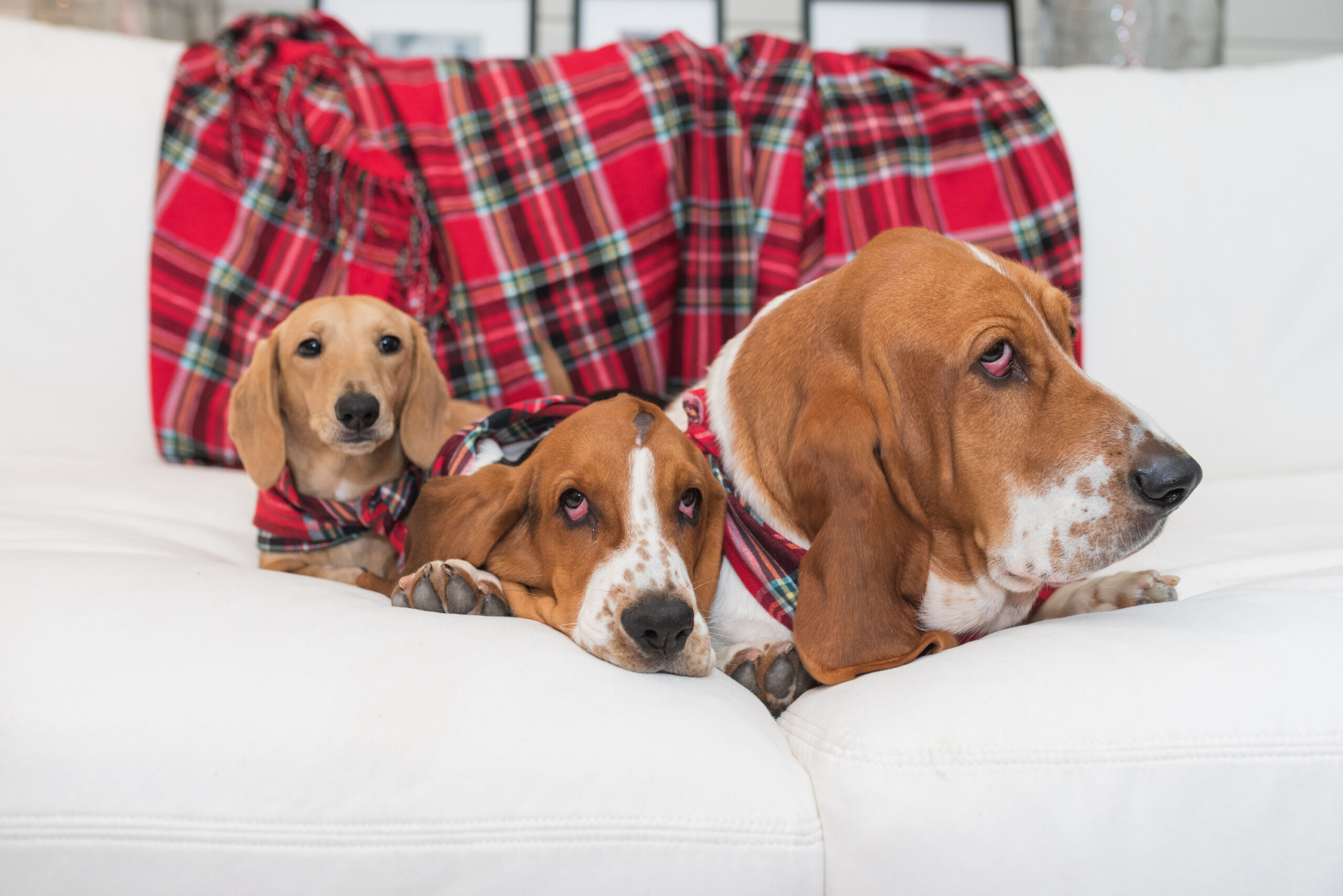 Family Christmas Pajamas by popular Houston fashion blog, Fancy Ashley: image of three dogs sitting on a white couch in front of a red plaid blanket. 